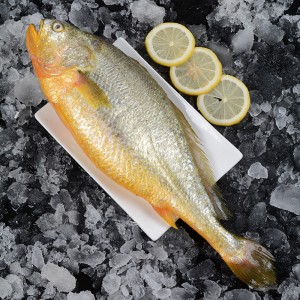 冷凍海鮮 活凍大黃花魚1.5kg 每條0.5kg