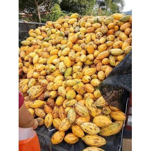 Nigeria Cocoa